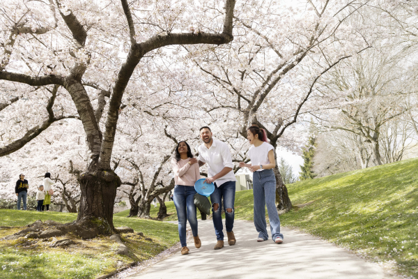 Cherry Blossom at Hagley Park Christchurch