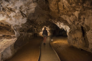 things to do in hamilton waitomo caves