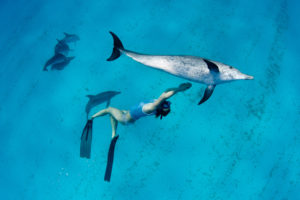 Snorkeler swimming with dolphins