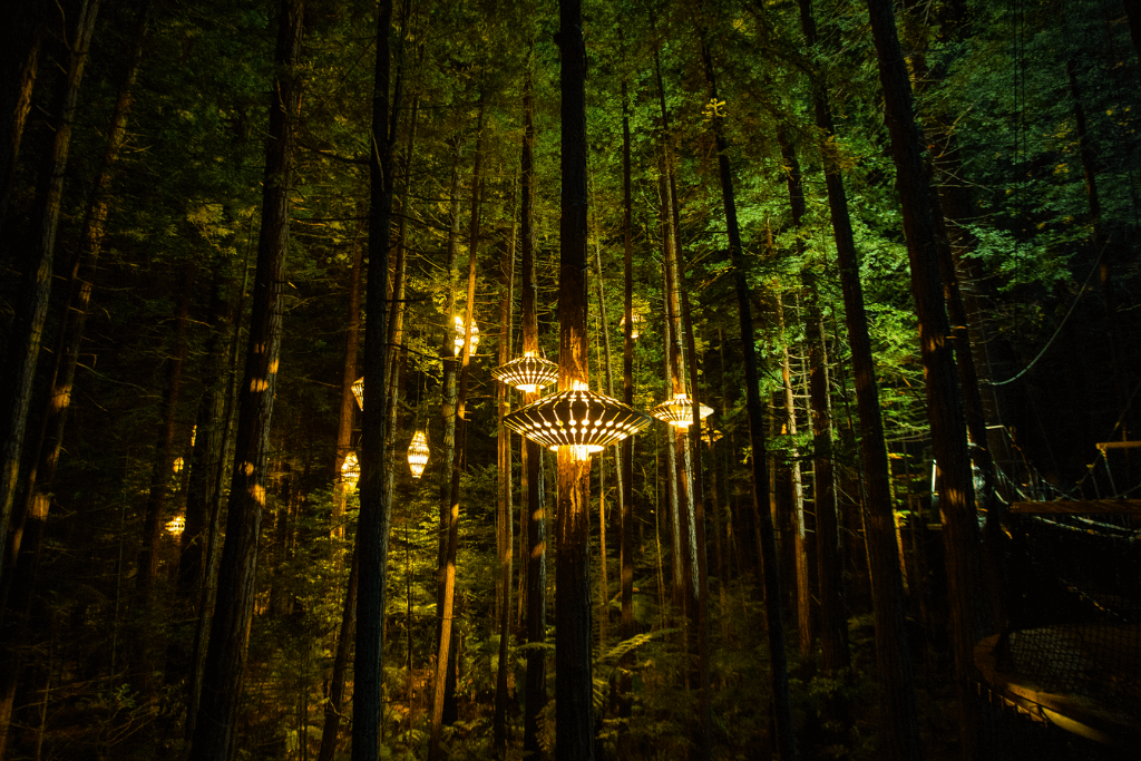 Redwoods Treewalk