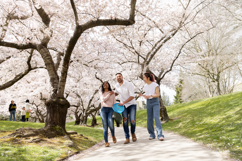 Family walking under the cherry blossom trees at Hagley Park