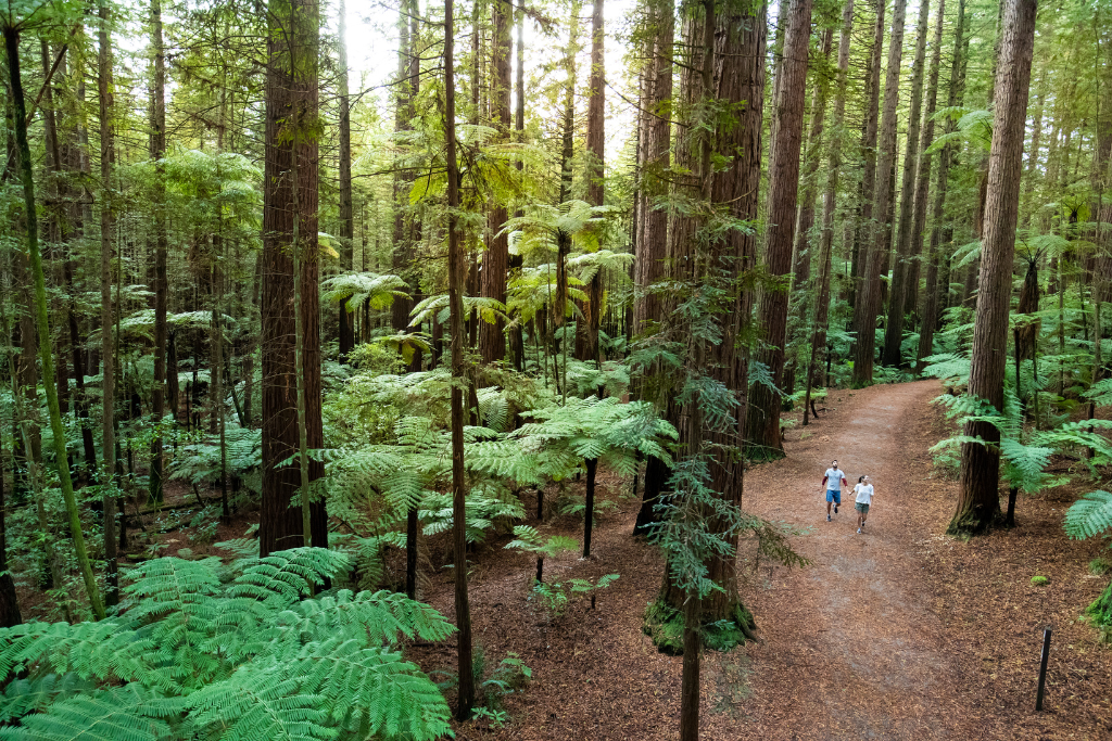Redwoods Rotorua