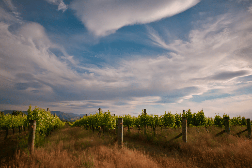 Best wineries to visit in Queenstown