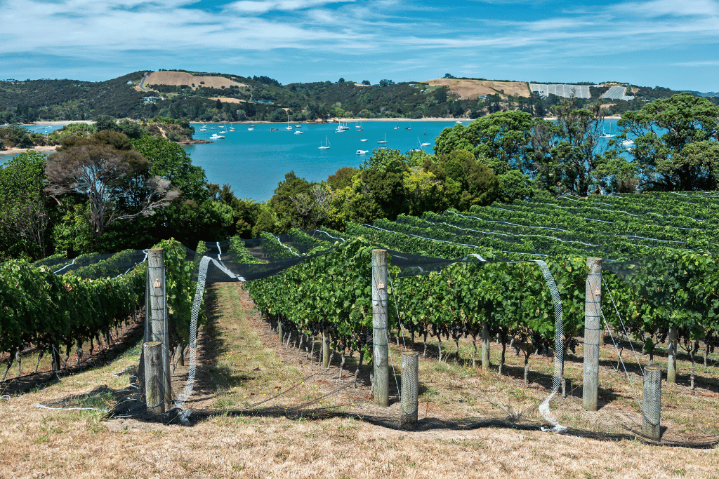 wine tasting in Auckland