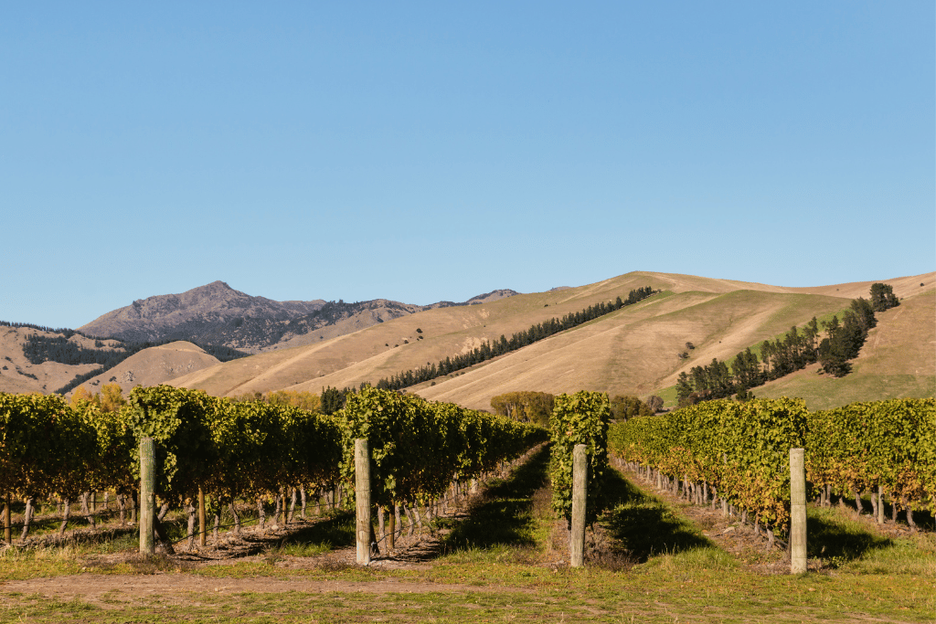 wine tasting in Queenstown