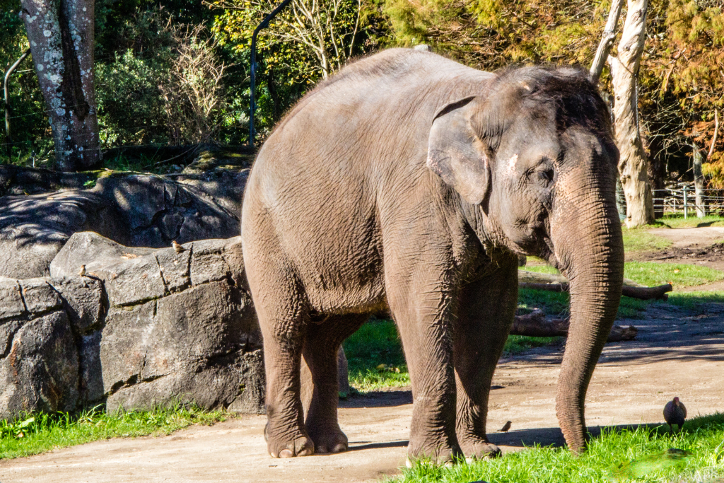 Elephant at Auckland Zoo