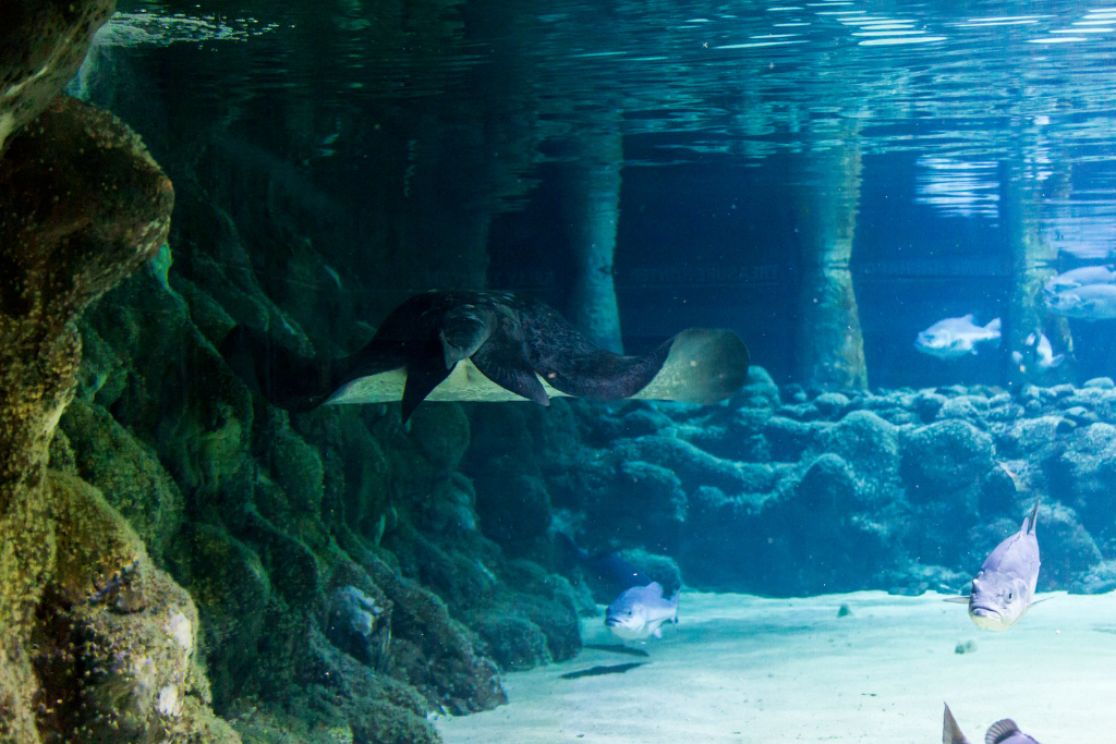 Kelly Tarlton's Aquarium Auckland