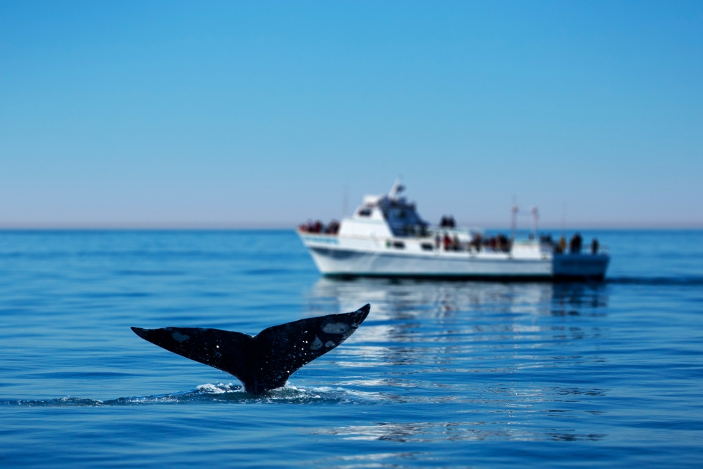 Whale Watching