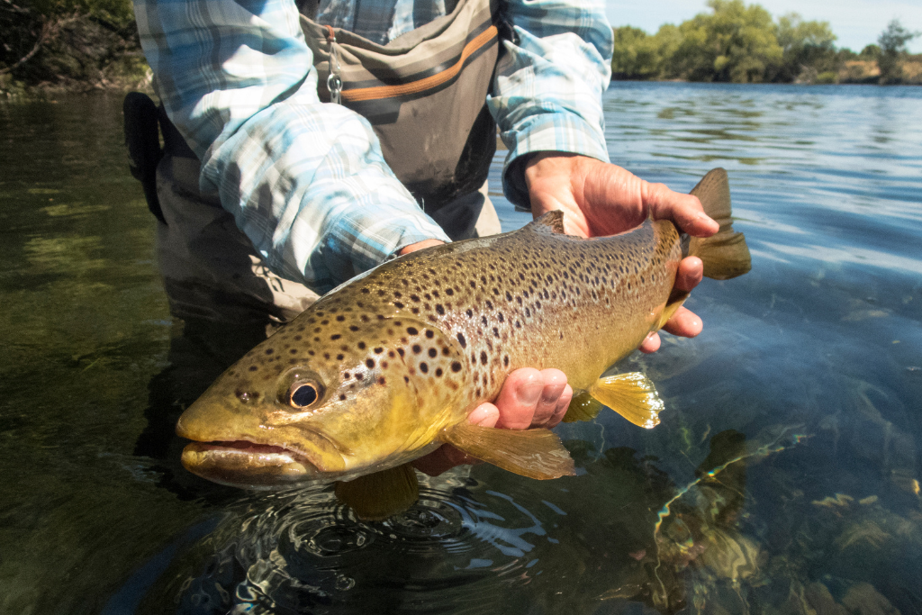 Trout Fishing in Taupo