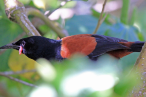 Tiritiri Matangi