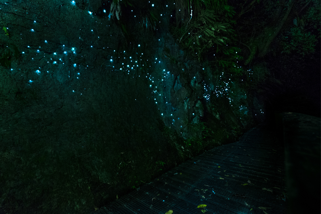 waitomo glowworm caves