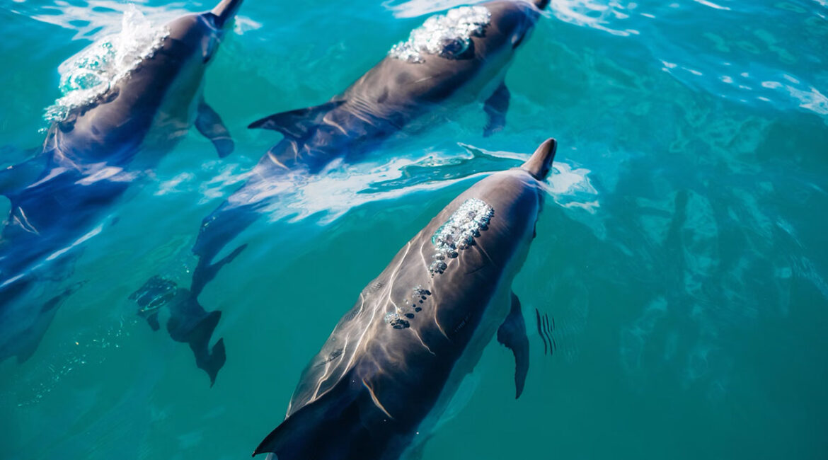 Top spots for Dolphin Watching in New Zealand | VR Hotels